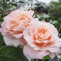 two pink roses with green leaves in the foreground and trees in the back ground