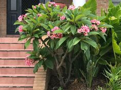 pink flowers are blooming on the side of a brick building with steps leading up to it