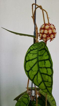 a close up of a plant with leaves and flowers