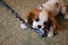 a small dog chewing on a rope toy