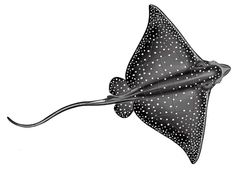 a black and white sting ray flying through the air with spots on it's wings