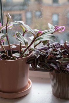 two potted plants sitting on top of a window sill next to each other