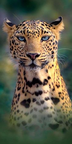 a close up of a leopard with blue eyes