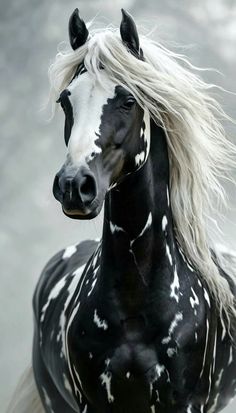 a black and white horse with long blonde hair