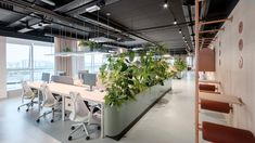 an office with plants on the desks