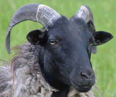 a black sheep with long horns standing in the grass