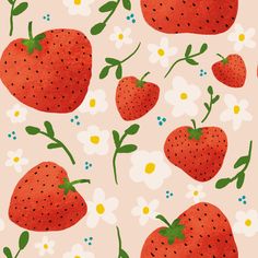 strawberries and daisies on a pink background