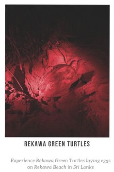 an image of a red light in the dark with text reading rekawa green turtles experience kerawa green turtles laying eggs