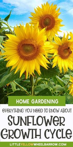 sunflowers with the words, home gardening everything you need to know about sunflower growth cycle