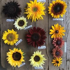 several sunflowers with labels on them sitting on a wooden table next to each other