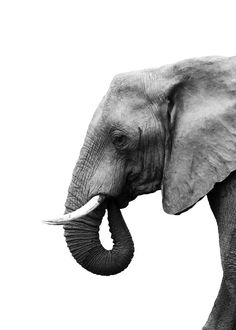 an elephant with tusks standing in front of a white background