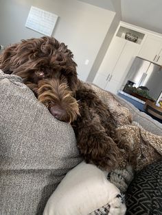 a brown dog laying on top of a couch