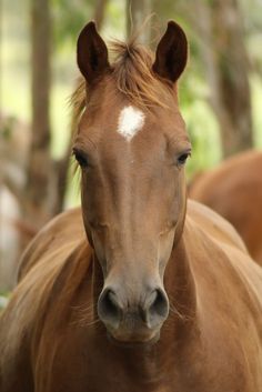 a brown horse with white spots on it's face standing in front of some trees