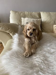 a dog sitting on top of a fluffy white bed