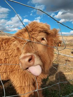 a brown cow sticking its tongue out behind a barbed wire fence