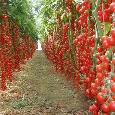 rows of tomatoes growing in an open field