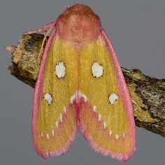 a yellow and pink moth sitting on top of a tree branch