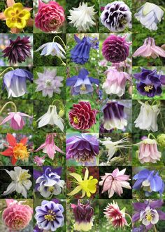 many different types of flowers are shown here