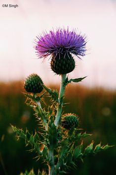 a purple flower in the middle of a field