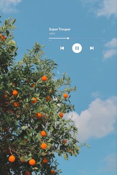 an orange tree filled with lots of oranges under a blue sky and white clouds