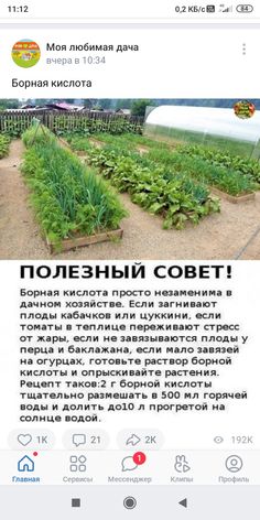 an iphone screen with the words in russian on it and some plants growing out of them