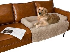 a dog laying on top of a brown couch