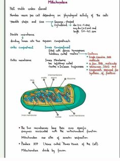 a diagram of the structure of an animal's body and its functions in it