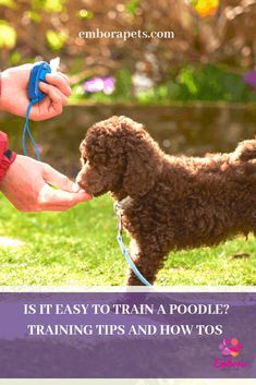 a brown poodle being groomed by its owner in the grass with text that reads can poodles be trained?