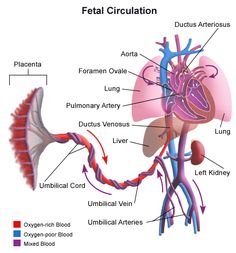 the anatomy of the heart and its major vessels