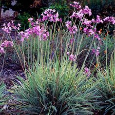 some purple flowers are growing in the grass