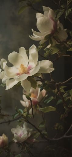 white flowers are blooming on a tree branch