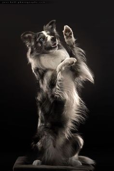 a black and white dog standing on its hind legs with it's paws in the air