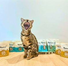 a cat yawns as it sits in front of several packages of kitten food