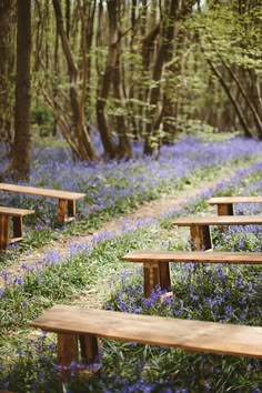 several wooden benches sitting in the middle of a forest filled with bluebells and trees