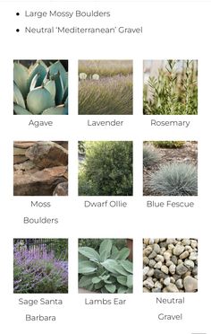 different types of plants and shrubs in the desert, including sage mossy boulders, lavenders