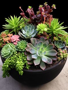 Vibrant Echeveria, Sedum, and Aeonium Arrangement Succulent Garden Diy Indoor, Container Gardening Ideas, Container Garden Ideas, Succulent Bowls, Bowl Planter, Mediterranean Plants