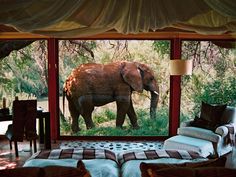 an elephant is standing in the grass outside of a room with a couch and chair