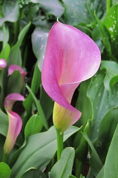 a pink flower is in the middle of some green plants with water droplets on it