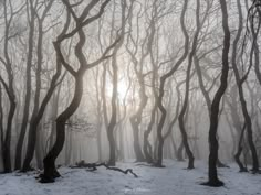 the sun is shining through the trees in the snow - covered woods on a foggy day