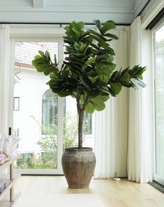 Large fake fiddle leaf fig tree Large Fig Tree, Fig Tree Planters, Money Tree Indoor, Inside Trees Plant, Large Indoor Tree, Indoor Tree Pot, Large Fiddle Leaf Tree Living Room, Indoor Faux Tree, Indoor Fig Tree