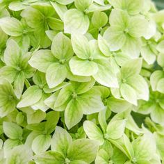 close up view of green flowers with leaves