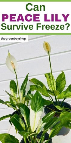 a potted plant sitting on top of a table with the words can peace lily survive freeze?