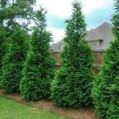 a row of evergreen trees in front of a wooden fence