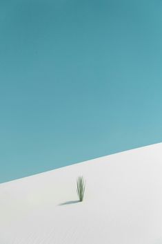 a single green plant in the middle of a white sand dune under a blue sky