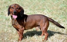 a small brown dog standing on top of a grass covered field with its tongue hanging out