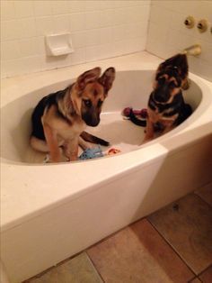 two small dogs are sitting in the bathtub