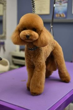 a brown poodle sitting on top of a purple table