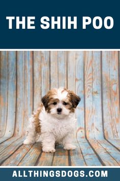 a small brown and white dog sitting on top of a wooden floor next to a blue background