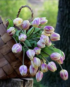 a basket filled with lots of pink and white flowers next to a tree stump in the grass