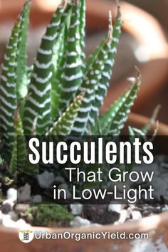 succulents that grow in low - light pots are easy to grow and can be used indoors